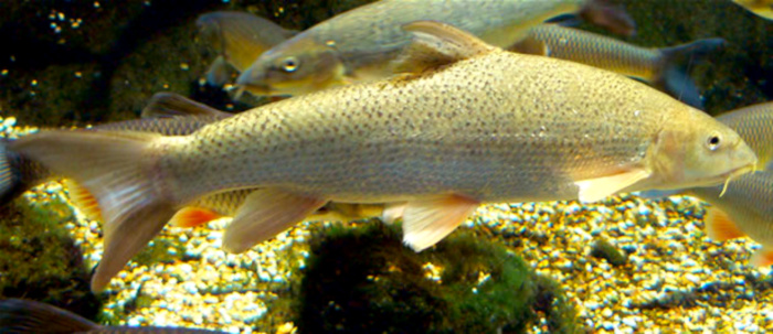 species of fish